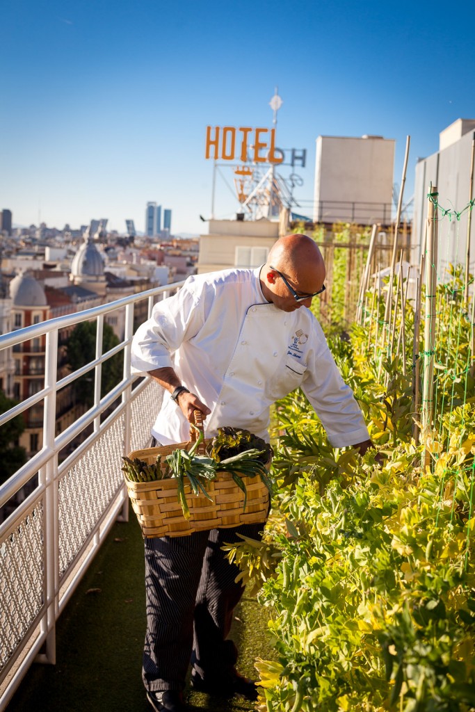 Huerto urbano del Hotel Wellington